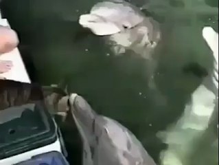 Amitié entre un dauphin et un chat ! a voir