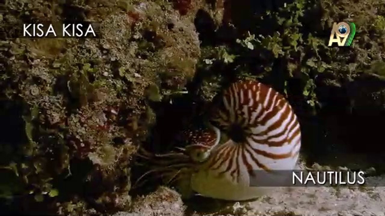 Nautilus