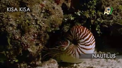 Nautilus