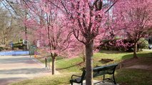 Cherry Blossoms: April 1 at Friendship Park