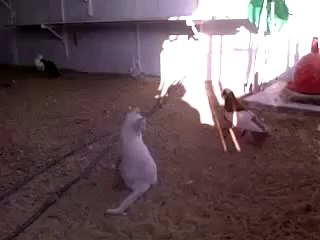 İskenderun ırkı güvercin kediye sataşıyor