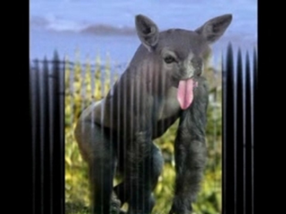 animaux  drole