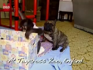 Bulldog kisses Orangutan#3