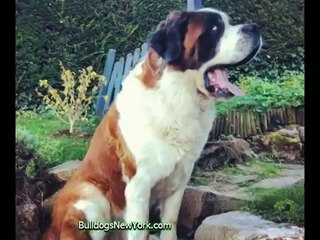 Big Cuddly Dogs#5
