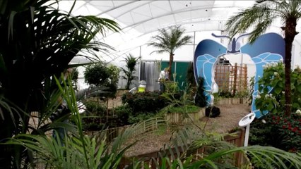 ‘Borboletas Sensacionais’