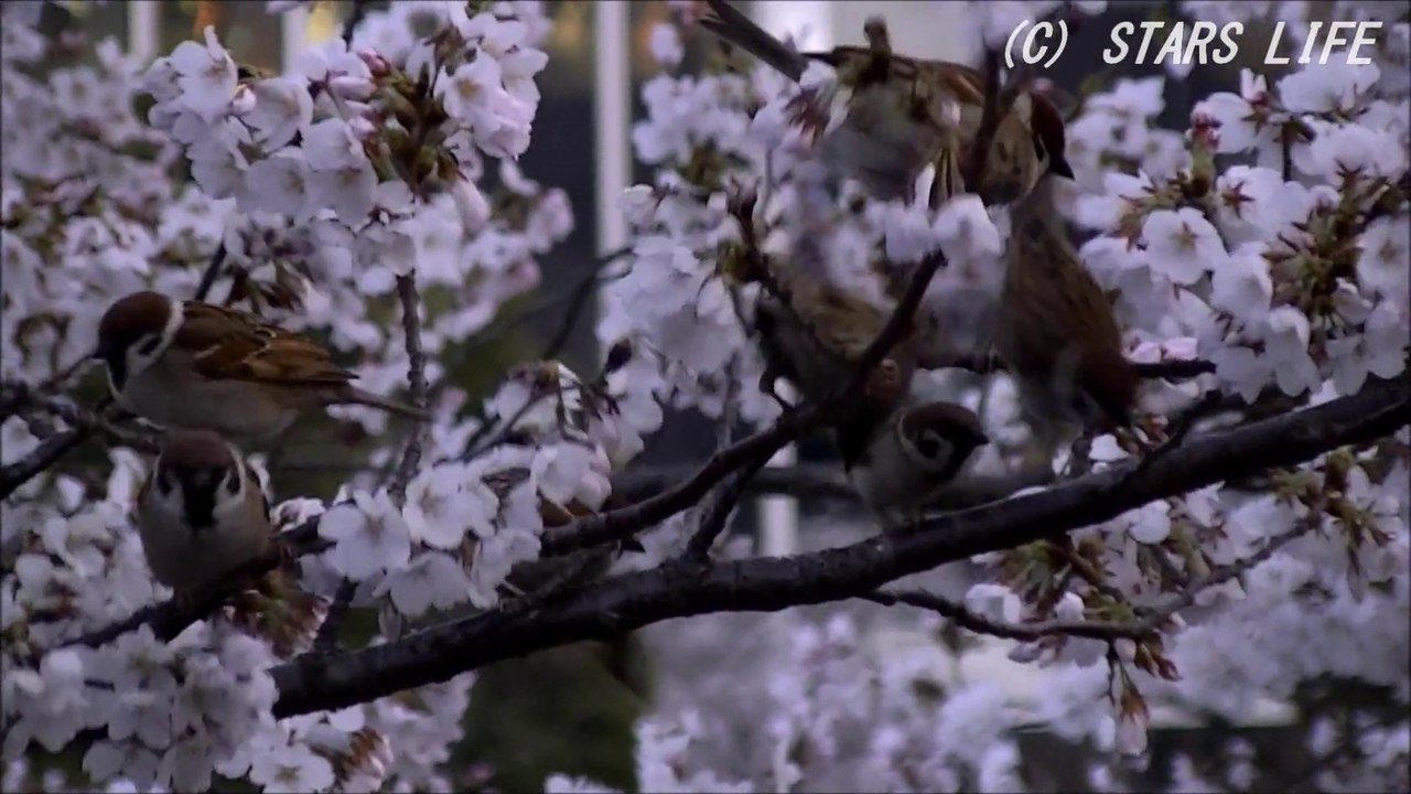 【満開の桜を撮影】 夕刻、上野・不忍池にて [ 2014.03.30 ]