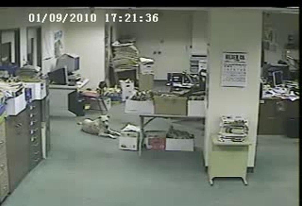 Köpek deprem olmadan depremi hissediyor