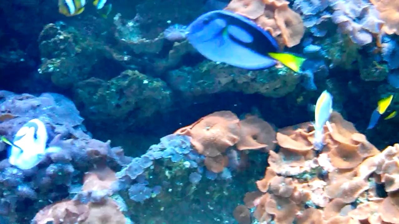 Dev Akvaryumda Palyaço Balıkları /Clown Fish in Aquariums