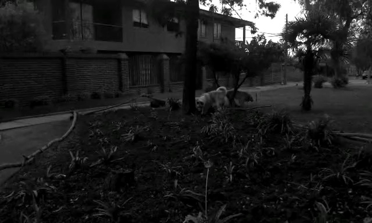 max y thor