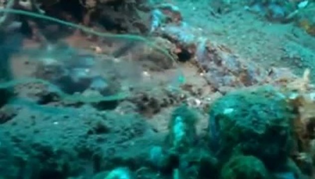 ŞEFFAF YILAN BALIĞI