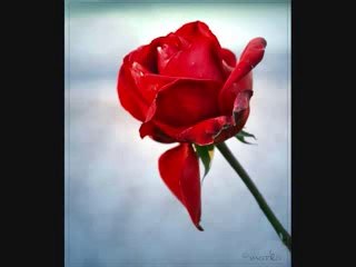 Pyar Ka Din by Shiraz Uppal