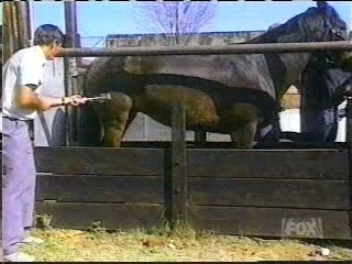 Ouch cheval