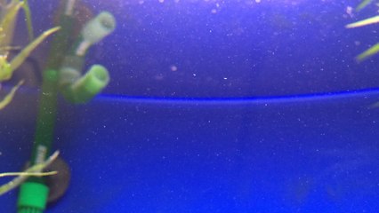 akvaryumdaki bilinmeyen cisim