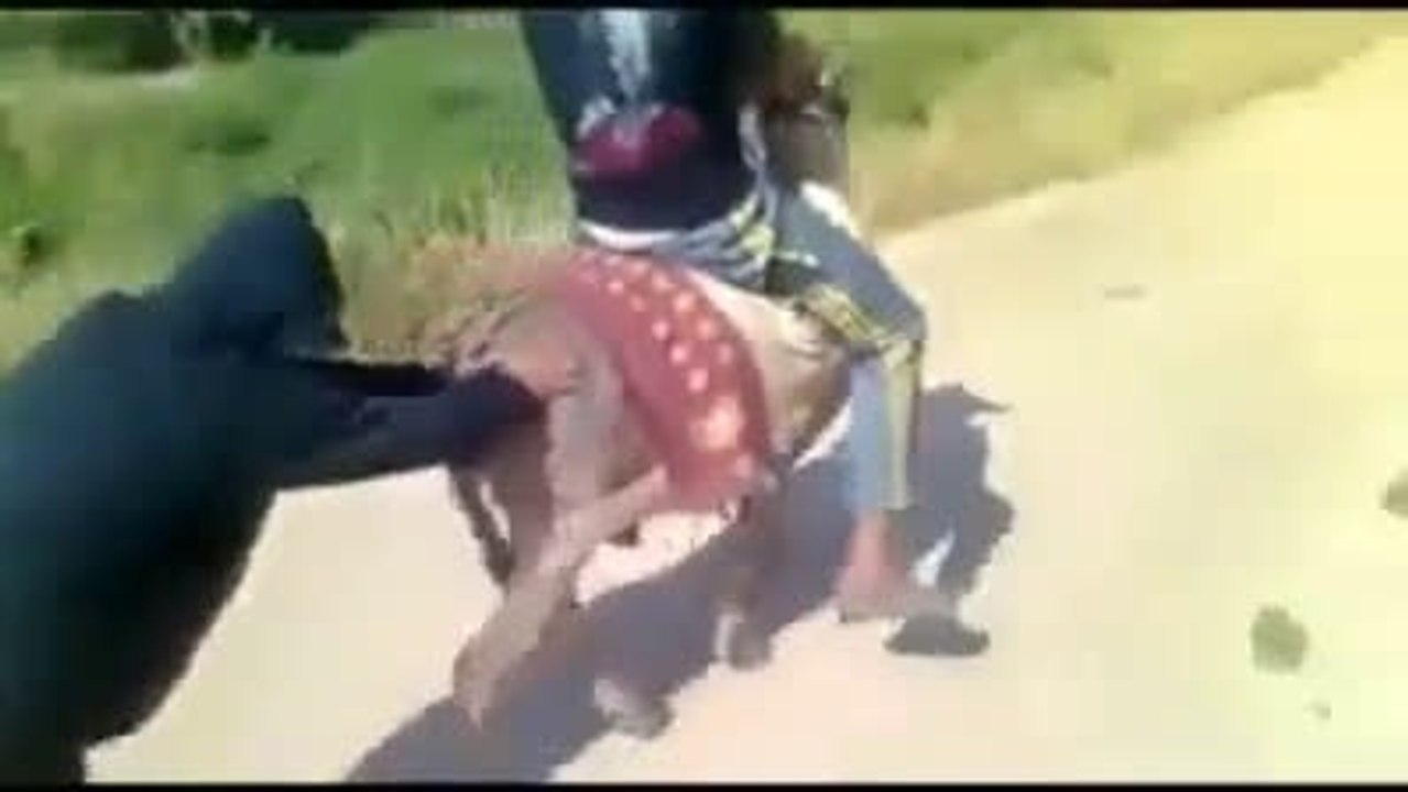 Start the Donkey