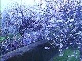 le cerisier à 9h ce matin