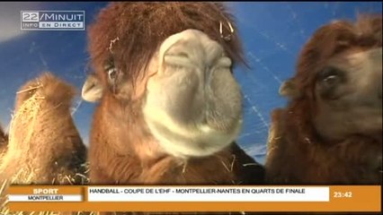 Un chameau s'évade du cirque Pinder!