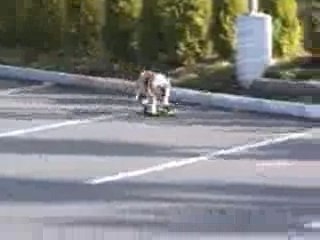 Chien faisant du skate