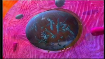 Ciencia- El primer hongo con un cromosoma sintético se acerca a la vida artificial - CIENCIAXPLORA A3TV