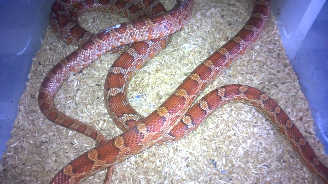 Début d'accouplement pantherophis guttatus classique