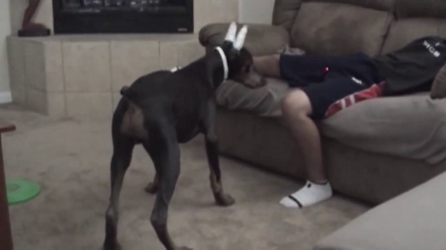 So funny April Fools Pranks Compilation with animals and pets!