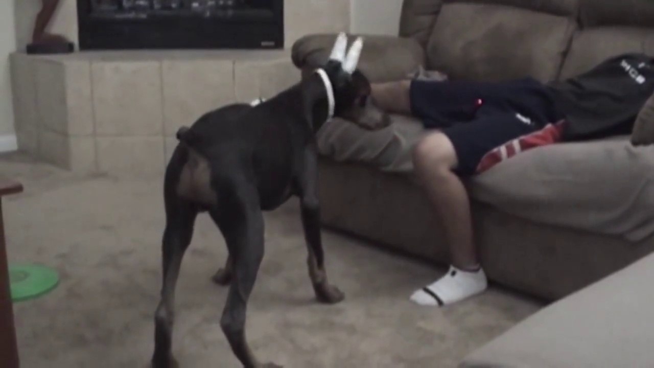 So funny April Fools Pranks Compilation with animals and pets!