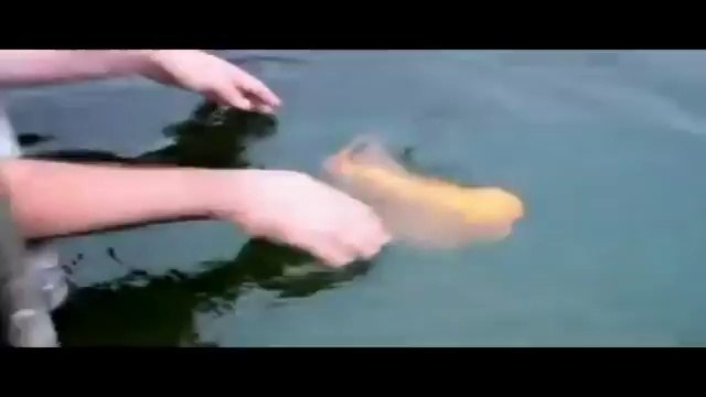 Man Caresses A Fish Like A Dog