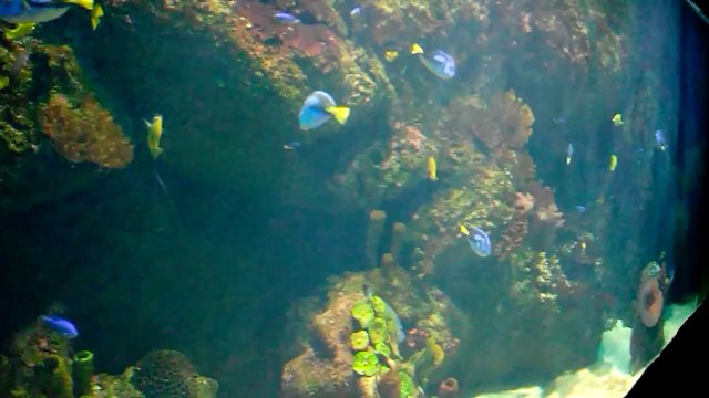 Dev Akvaryumda Balıklar ve Mercanlar - Giant Aquarium Fish and Corals