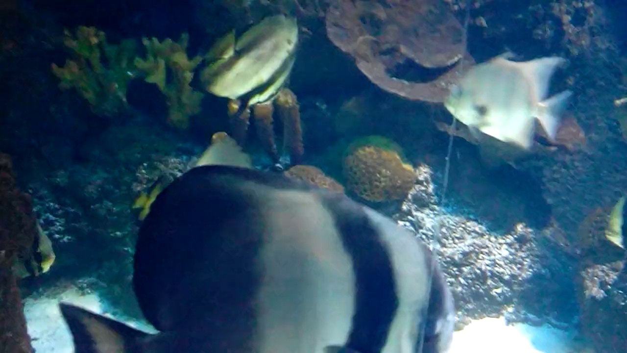 Dev Akvaryumda Melek Balıkları - Angel Fish in Aquariums