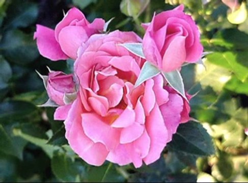 BERDAN MARDİNİ HAZIRMISIN YARİM