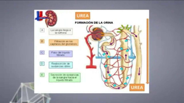 Dietas hiperproteicas (Dukan): Efectos renales