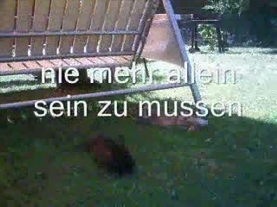 Tiere bedürfnisse