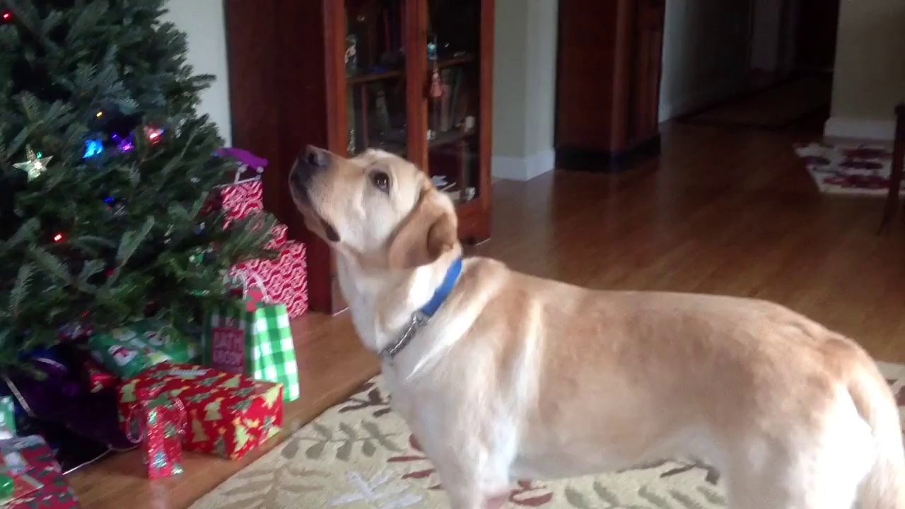 Lab Vs Bubbles