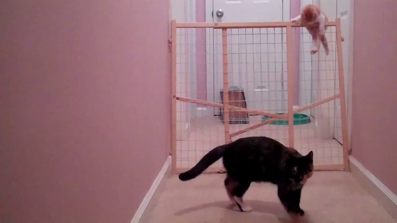 Double Escape Starring Pumpkin and Squash