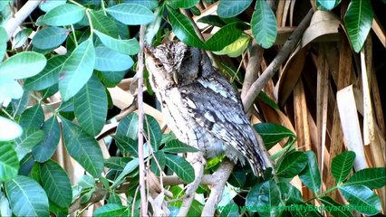 Wild Transformer Owls - New and Natural!
