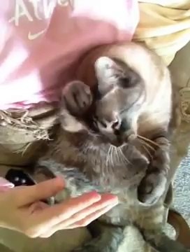 Cute cat wants some petting