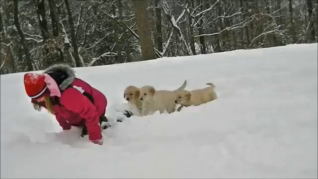 Adorable Golden Retriever Puppies in the Snow!