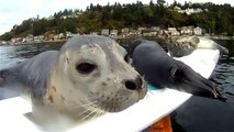 Seal Pup Slip n' Slide (surfboard remote camera)