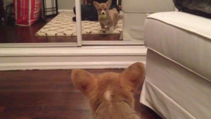 Corgi puppy sees a mirror for the first time