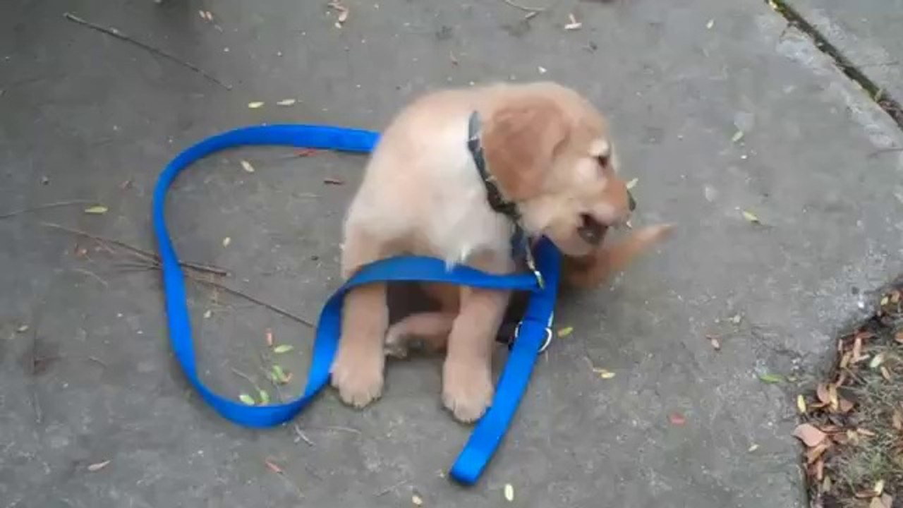 Puppy walks himself