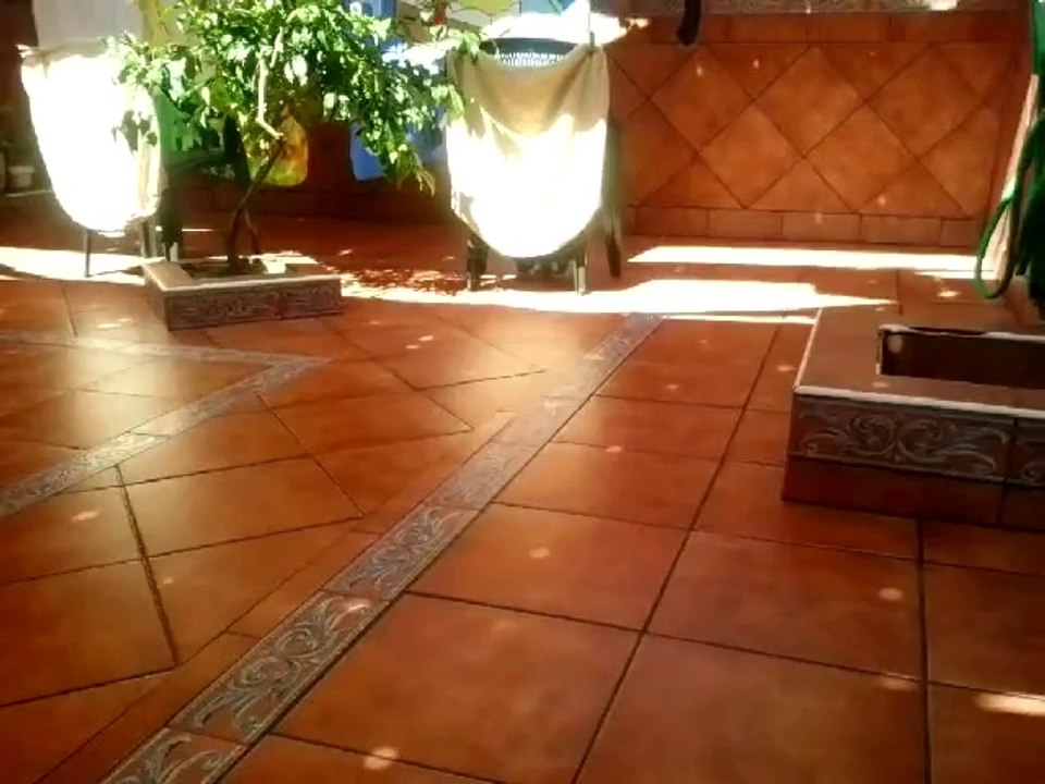 perrito jugueton