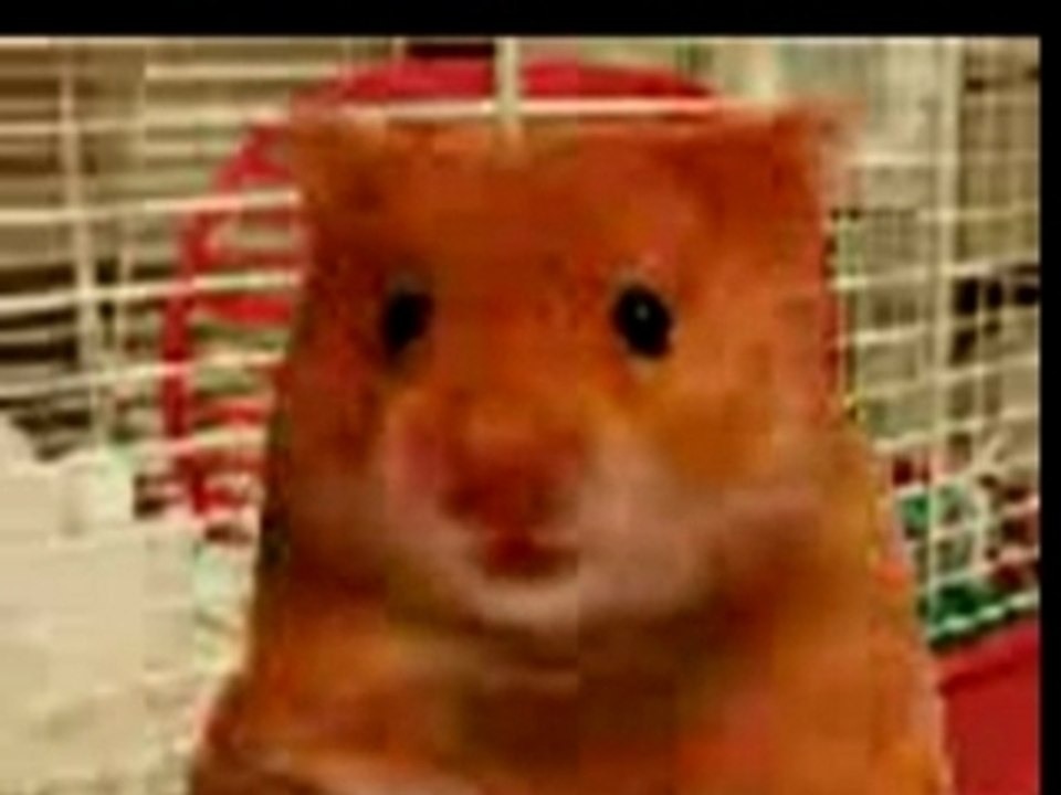 Harry_The_Hamster