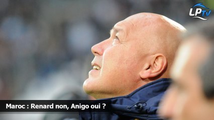 Maroc : Renard non, Anigo oui ?