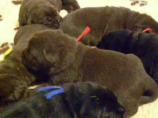 2 avril chiot labrador video1