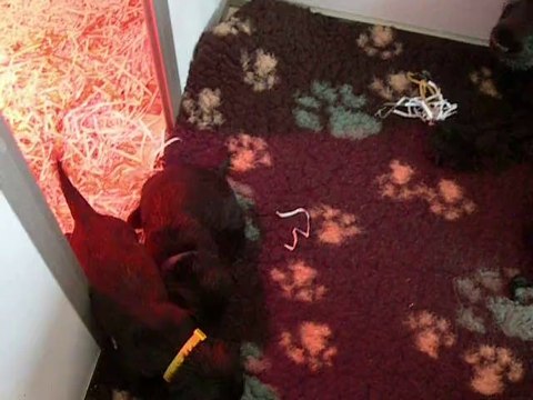 2 avril chiot cocker video2