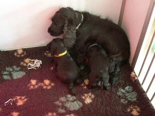 2 avril chiot cocker video3