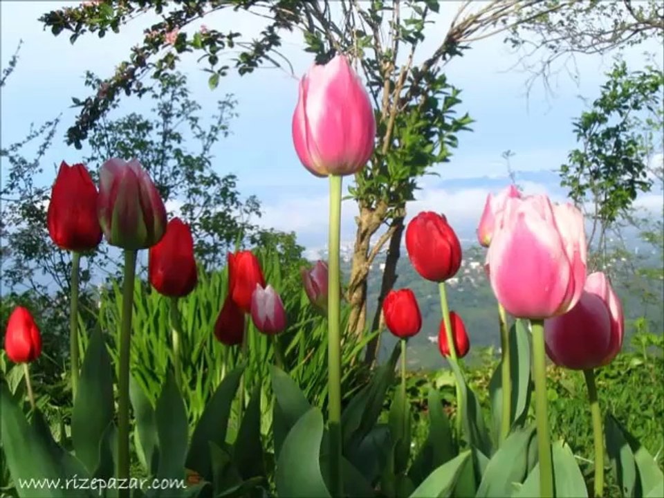 Ebubekir İpek Senin Sevdan