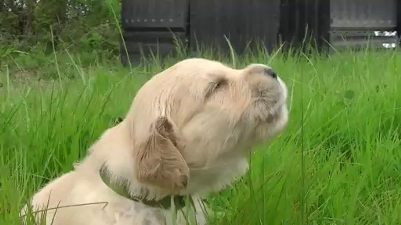 Le cri du coeur chez les Angels