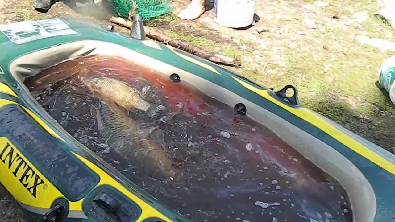 seben, bolu seben, bolu seben taşlıyayla,sazan avı ,balıkavı