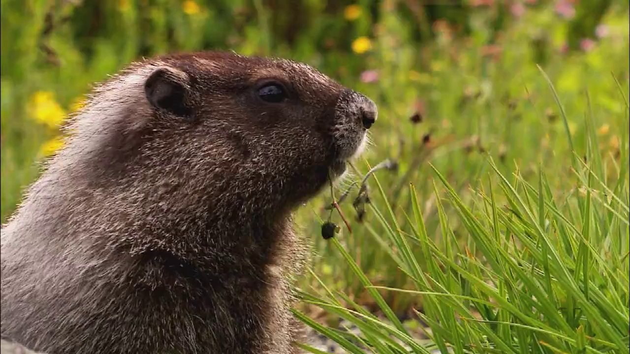 Wildlife