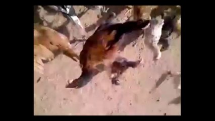 So Funny - Pulse TV Uncut